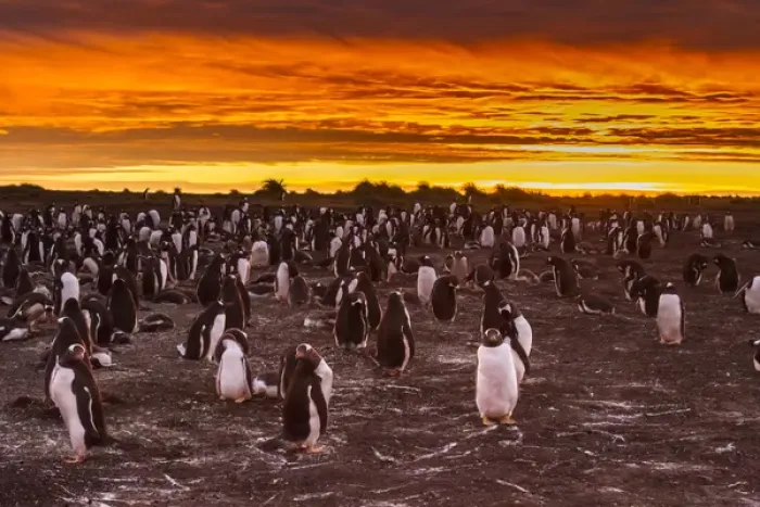 Framed Print : Falkland Islands, Sea Lion Island. Gentoo penguins colony at sunset Framed Print : Falkland Islands, Sea Lion Island. Gentoo penguins colony at sunset