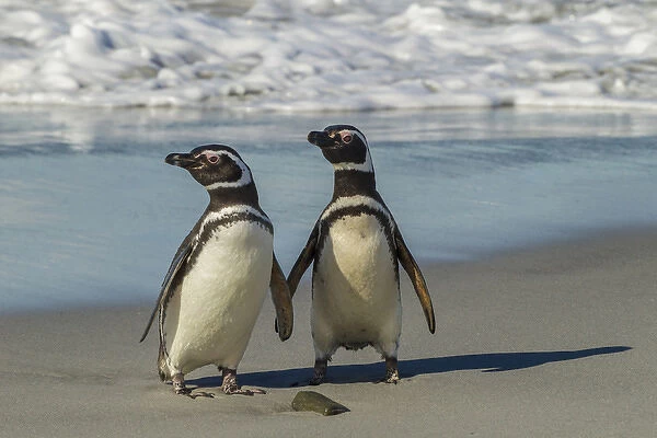 Falkland Islands, Sea Lion Island. Magellanic penguins on beach