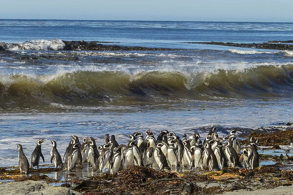 Falkland Islands, Sea Lion Island. Magellanic penguins and surf