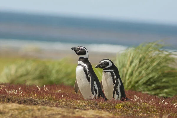 Falkland Islands, Sea Lion Island. Two Magellanic penguins
