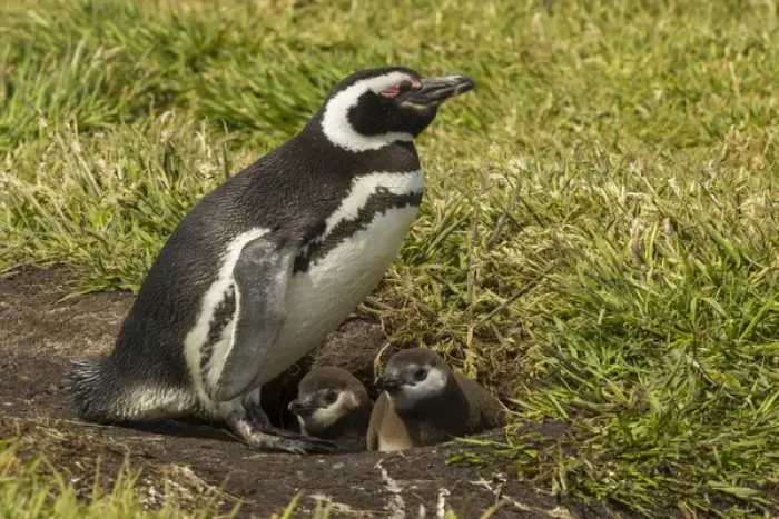 Framed Print : Falkland Islands, Sea Lion Island. Magellanic penguin parent and chicks at burrow Framed Print : Falkland Islands, Sea Lion Island. Magellanic penguin parent and chicks at burrow