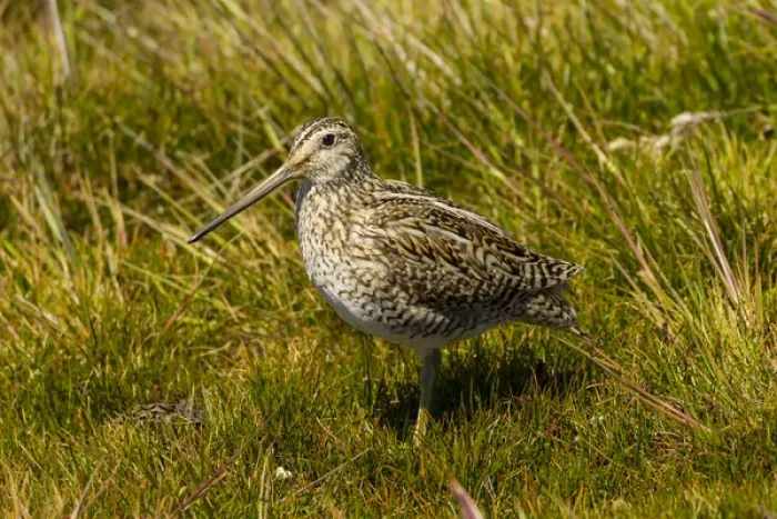 Framed Print : Falkland Islands, Sea Lion Island. Magellanic snipe close-up Framed Print : Falkland Islands, Sea Lion Island. Magellanic snipe close-up