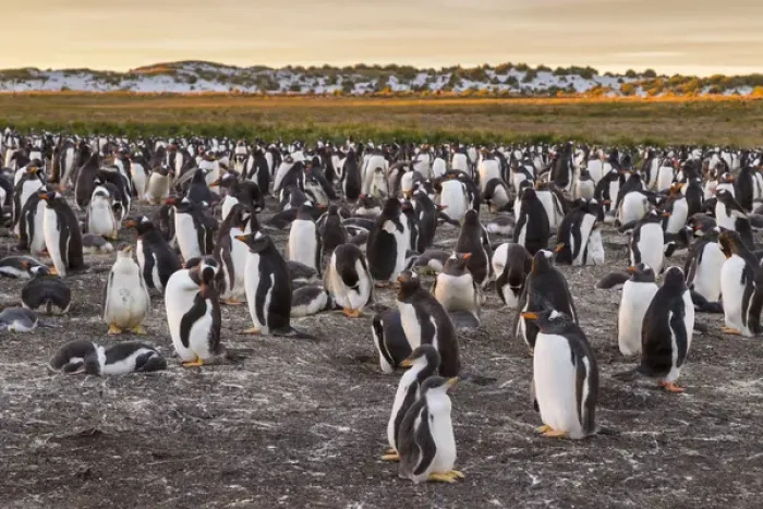Framed Print : Falkland Islands, Sea Lion Island. Gentoo penguins colony Framed Print : Falkland Islands, Sea Lion Island. Gentoo penguins colony