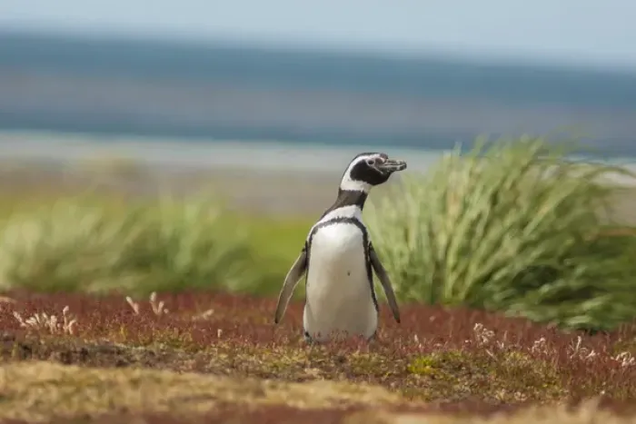 Framed Print : Falkland Islands, Sea Lion Island. Solitary Magellanic penguin Framed Print : Falkland Islands, Sea Lion Island. Solitary Magellanic penguin