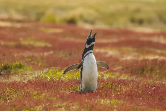 Framed Print : Falkland Islands, Sea Lion Island. Magellanic penguin braying