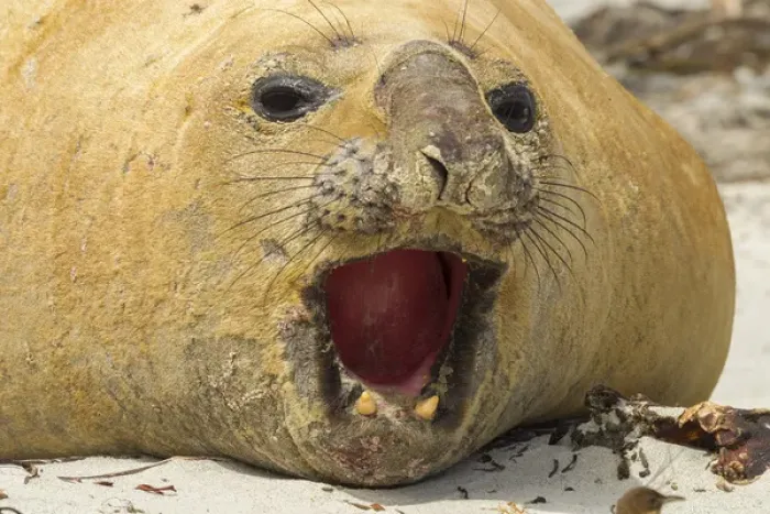 Framed Print : Falkland Islands, Sea Lion Island. Close-up of southern elephant seal. Credit as