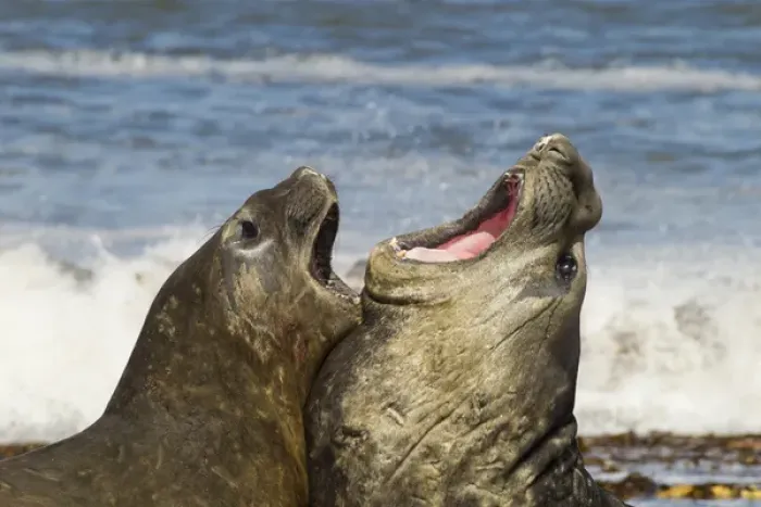 Framed Print : Falkland Islands, Sea Lion Island. Southern elephant seals fighting Framed Print : Falkland Islands, Sea Lion Island. Southern elephant seals fighting