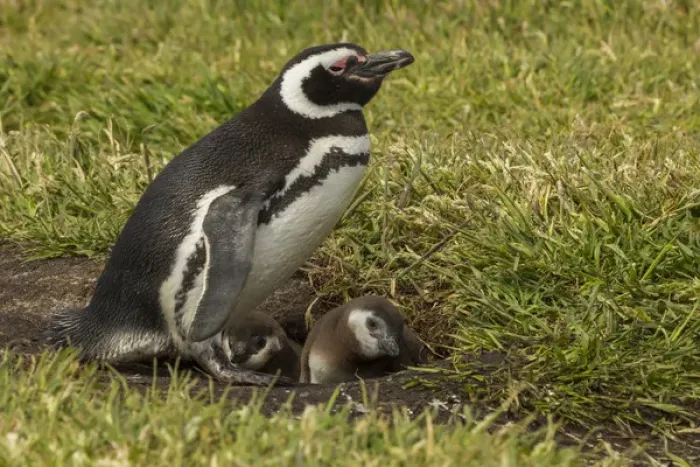 Framed Print : Falkland Islands, Sea Lion Island. Magellanic penguin parent and chicks at burrow Framed Print : Falkland Islands, Sea Lion Island. Magellanic penguin parent and chicks at burrow