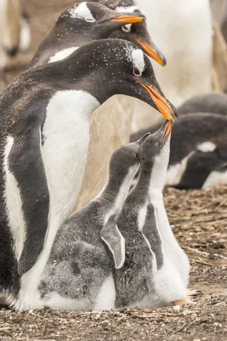 Framed Print : Falkland Islands, Sea Lion Island. Gentoo penguin with chicks Framed Print : Falkland Islands, Sea Lion Island. Gentoo penguin with chicks