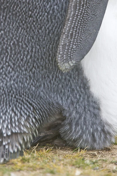 Falkland Islands, Volunteer Point. A juvenile king penguin peeks out from under its