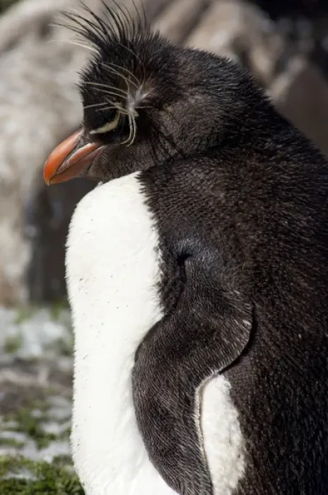Framed Print : Falkland Islands, West Falkland, Saunders Island. Southern Rockhopper penguin (wild