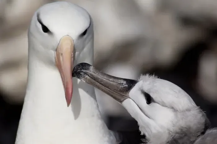 Framed Print : Falkland Islands, West Falkland, West Point Island. Black-browed albatross (wild Framed Print : Falkland Islands, West Falkland, West Point Island. Black-browed albatross (wild