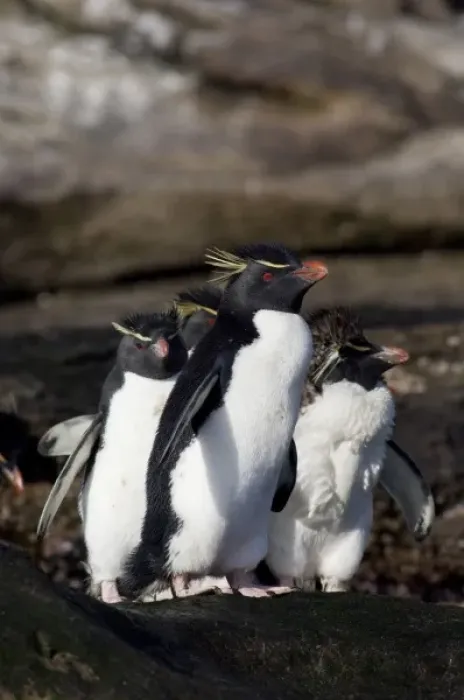 Framed Print : Falkland Islands, West Falkland, Saunders Island. Southern Rockhopper penguins (wild Framed Print : Falkland Islands, West Falkland, Saunders Island. Southern Rockhopper penguins (wild