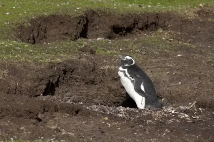 Framed Print : Falkland Islands, West Falkland, Saunders Island. Magellanic penguin (wild: Spheniscus