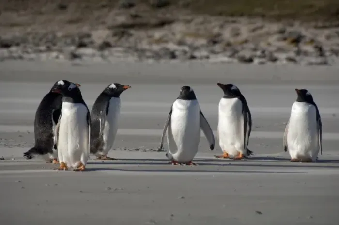 Framed Print : Falkland Islands, West Falkland, Saunders Island. Gentoo penguins (wild: Pygoscelis papua) on beach
