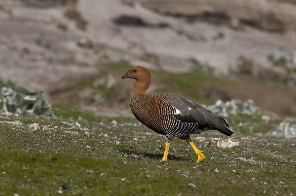 Falkland Islands, West Falkland, Saunders Island. Female Upland goose (wild: Chloephaga
