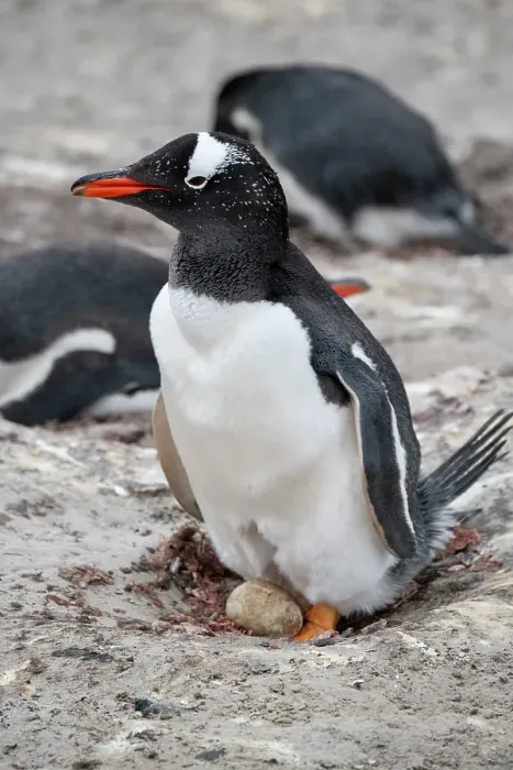 Framed Print : Falkland Islands, West Falklands, Saunders Island. Nesting gentoo penguin with egg