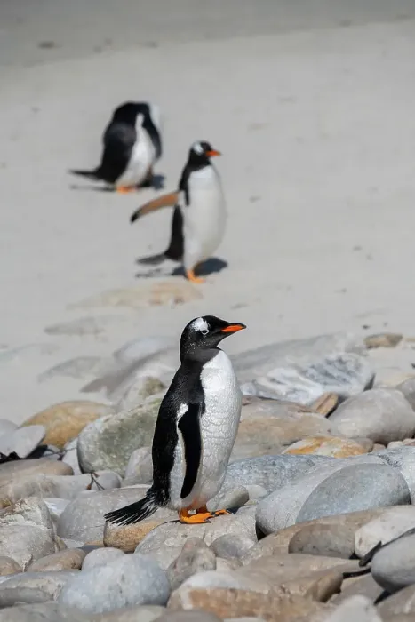 Framed Print : Falkland Islands, West Falklands, Grave Cove. Gentoo penguins on sandy white beach