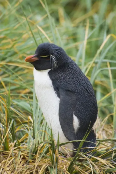 Framed Print : Falkland Islands. West Point Island. Southern rockhopper penguin (Eudyptes chrysocome)