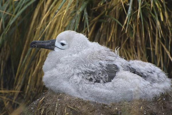Falkland Islands. West Point Island. Black-browed albatross (Thalassarche melanophrys)
