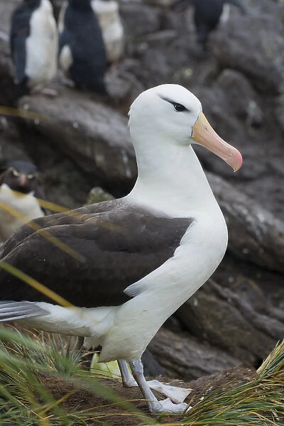 Falkland Islands. West Point Island. Black-browed albatross (Thalassarche melanophrys)