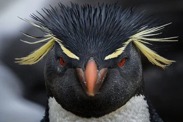 Falkland Islands, West Point Island. Southern rockhopper penguin portrait