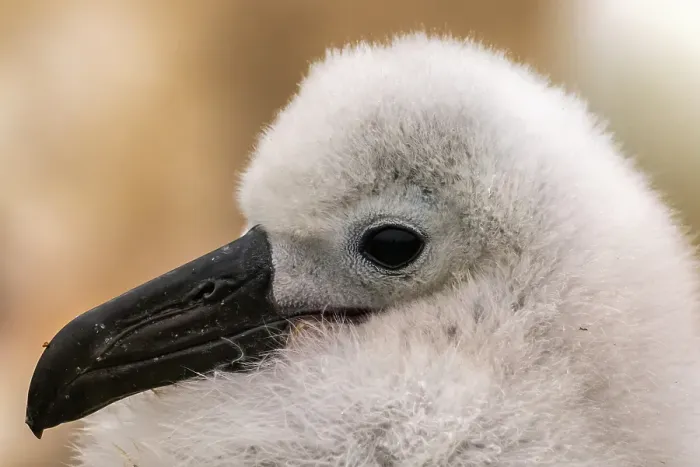Framed Print : Falkland Islands, West Point Island. Close-up of black-browed albatross chick. ©Cathy & Gordon Illg / Jaynes Gallery / DanitaDelimont.com Framed Print : Falkland Islands, West Point Island. Close-up of black-browed albatross chick. ©Cathy & Gordon Illg / Jaynes Gallery / DanitaDelimont.com
