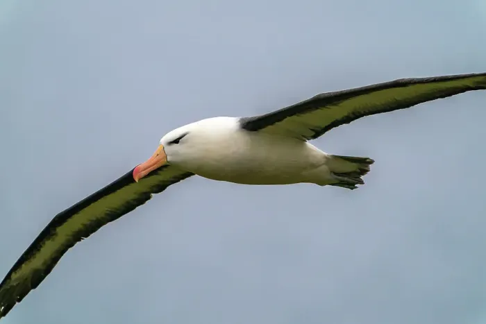 Framed Print : Falkland Islands, West Point Island. Black-browed albatross in flight. ©Cathy & Gordon Illg  /  Jaynes Gallery  /  DanitaDelimont.com