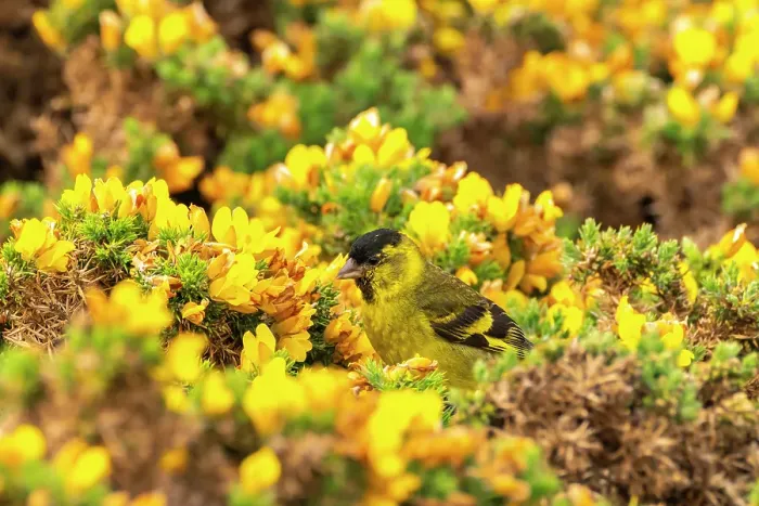 Framed Print : Falkland Islands, West Point Island. Black-chinned siskin bird among flowers. ©Cathy & Gordon Illg / Jaynes Gallery / DanitaDelimont.com Framed Print : Falkland Islands, West Point Island. Black-chinned siskin bird among flowers. ©Cathy & Gordon Illg / Jaynes Gallery / DanitaDelimont.com
