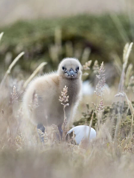 Falkland Skua chick, Falkland Islands