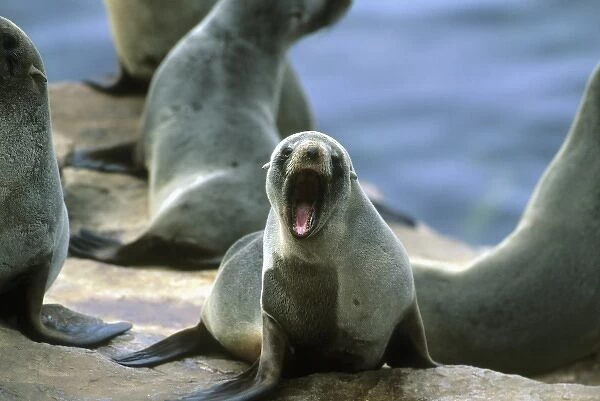 Falklands Fur Seal, (Arctocephalus australis australis), colony, New Island, Falkland Islands