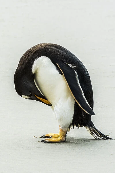 Falklands, penguin, Gentoo
