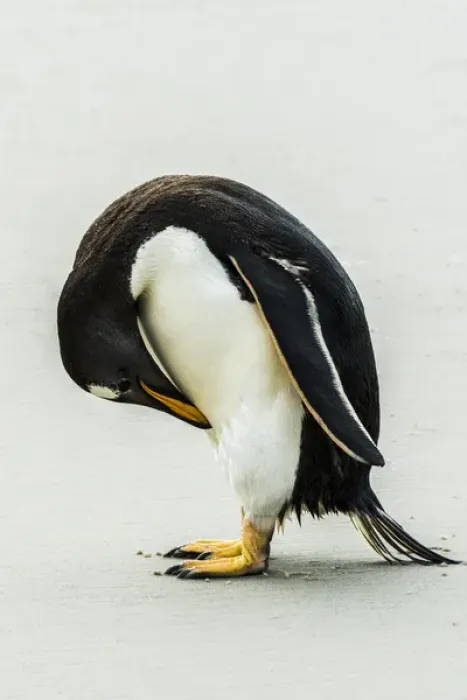 Framed Print : Falklands, penguin, Gentoo