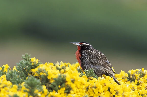 Falklands, West Point Island, Subantarctic. A long tailed Meadowlark forages for
