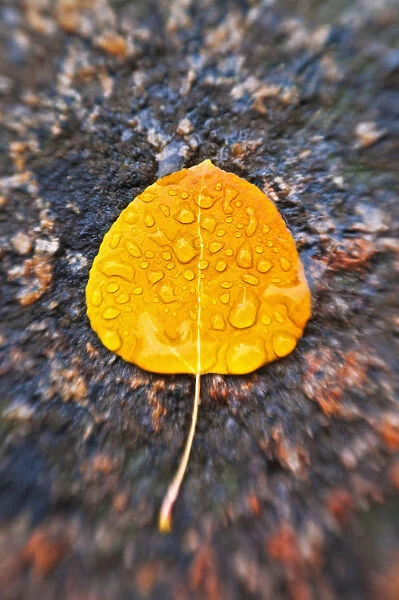 Fall aspen leaf detail, Inyo National Forest, Sierra Nevada Mountains, California, USA