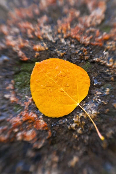 Fall aspen leaf detail, Inyo National Forest, Sierra Nevada Mountains, California, USA