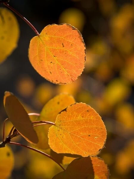 Fall aspen leaves, Eastern Sierras, Bishop, California