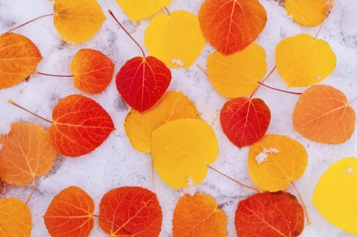 Framed Print : Fall aspen leaves on snow, Inyo National Forest, Sierra Nevada Mountains, California, USA