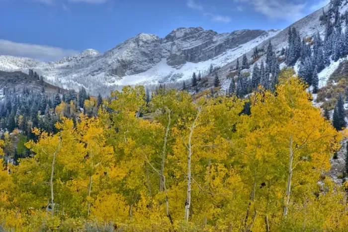 Framed Print : Fall Aspen Trees and early season snow at Alta, Utah, Devils Castle in background Framed Print : Fall Aspen Trees and early season snow at Alta, Utah, Devils Castle in background