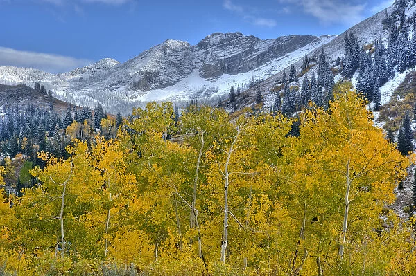 Fall Aspen Trees and early season snow at Alta, Utah, Devils Castle in background
