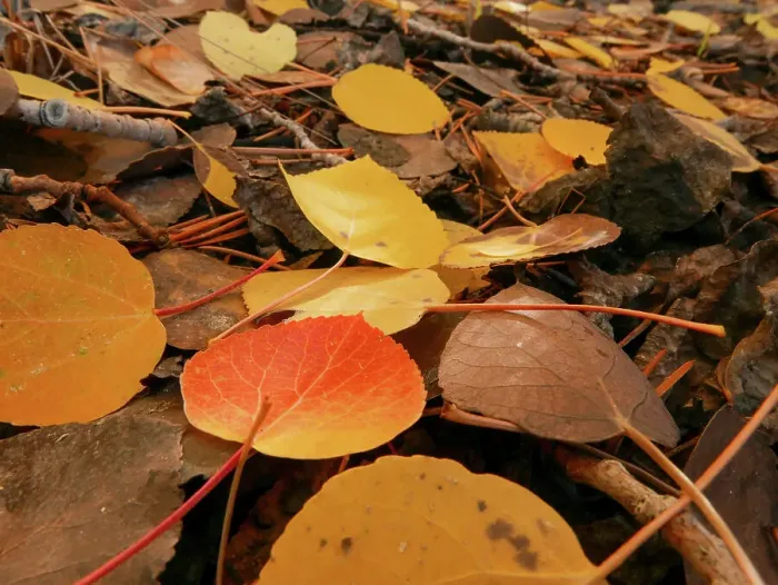 Framed Print : Fall aspen trees, Eastern Sierras, Bishop, California Framed Print : Fall aspen trees, Eastern Sierras, Bishop, California