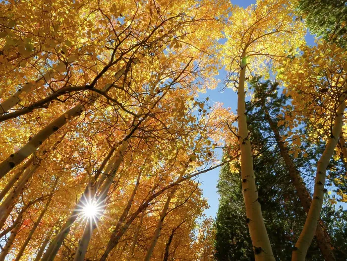 Framed Print : Fall aspen trees, Eastern Sierras, Bishop, California Framed Print : Fall aspen trees, Eastern Sierras, Bishop, California