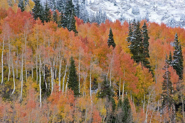 Fall Aspen Trees in orange, and early season snow at Alta, Utah, near Salt Lake City