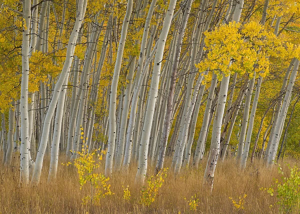 Fall aspen trees along Skyline Drive - Utah, Manti-La Sal National Forest Credit as