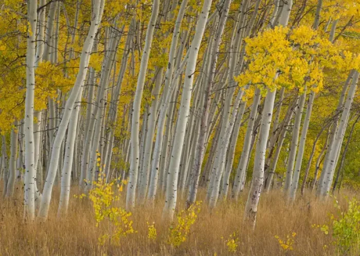 Framed Print : Fall aspen trees along Skyline Drive - Utah, Manti-La Sal National Forest Credit as Framed Print : Fall aspen trees along Skyline Drive - Utah, Manti-La Sal National Forest Credit as