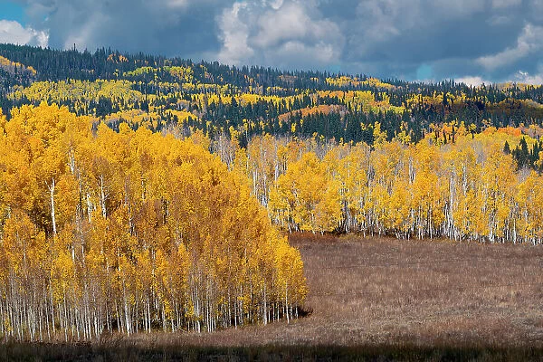 Fall aspens and conifers create a medley on this Colorado hillside, Colorado