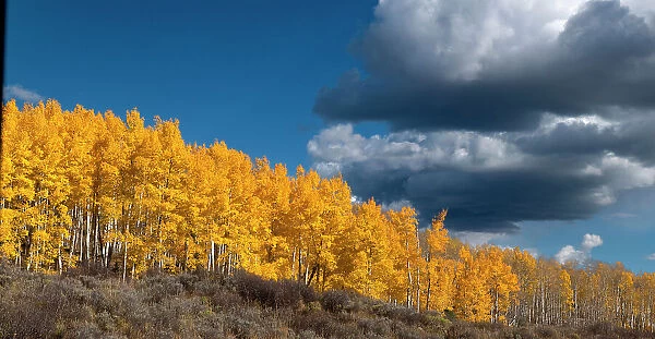 Fall aspens glowing brilliantly in Colorado, Walden, USA