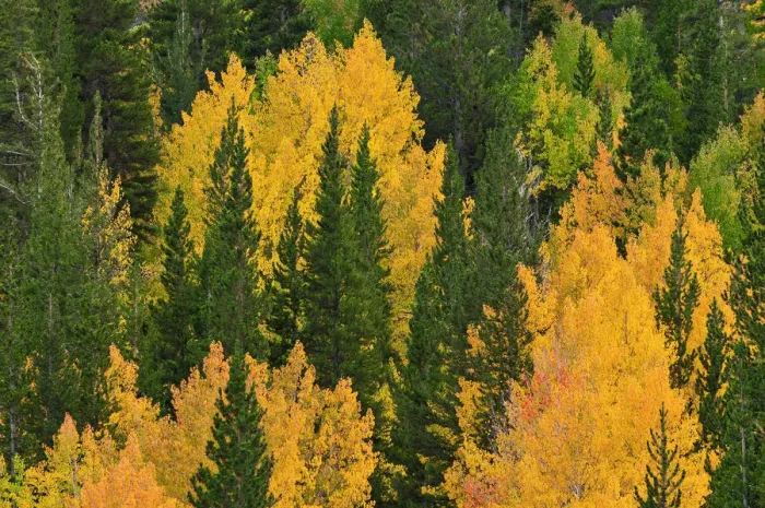 Framed Print : Fall aspens and pines along Bishop Creek, Inyo National Forest, Sierra Nevada Mountains