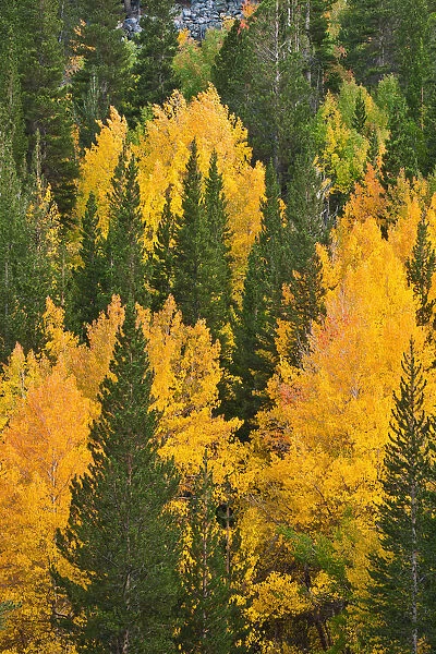Fall aspens and pines along Bishop Creek, Inyo National Forest, Sierra Nevada Mountains