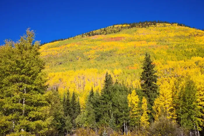 Framed Print : Fall aspens on Red Mountain Pass, Uncompahgre National Forest, Colorado, USA